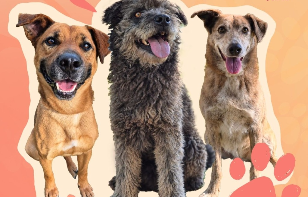 Feira de adoção pet reúne cães em busca de um lar no Tietê Plaza
