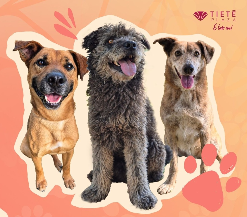 Feira de adoção pet reúne cães no Tietê Plaza, na Zona Norte de São Paulo