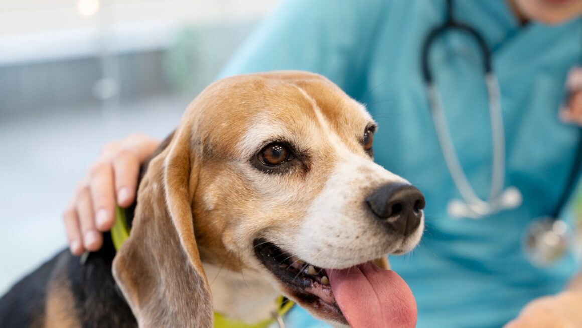 Hipertensão em cães e gatos pode ser silenciosa e afetar órgãos