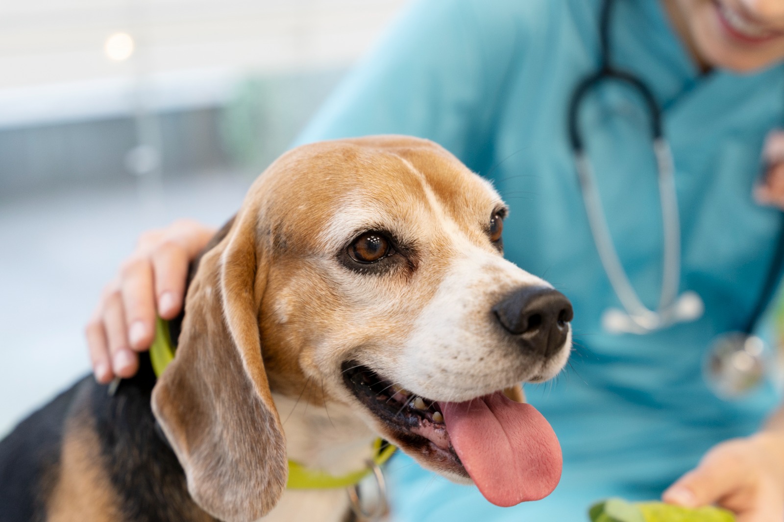 Veterinário orienta sobre hipertensão em cães e gatos e sinais de alerta