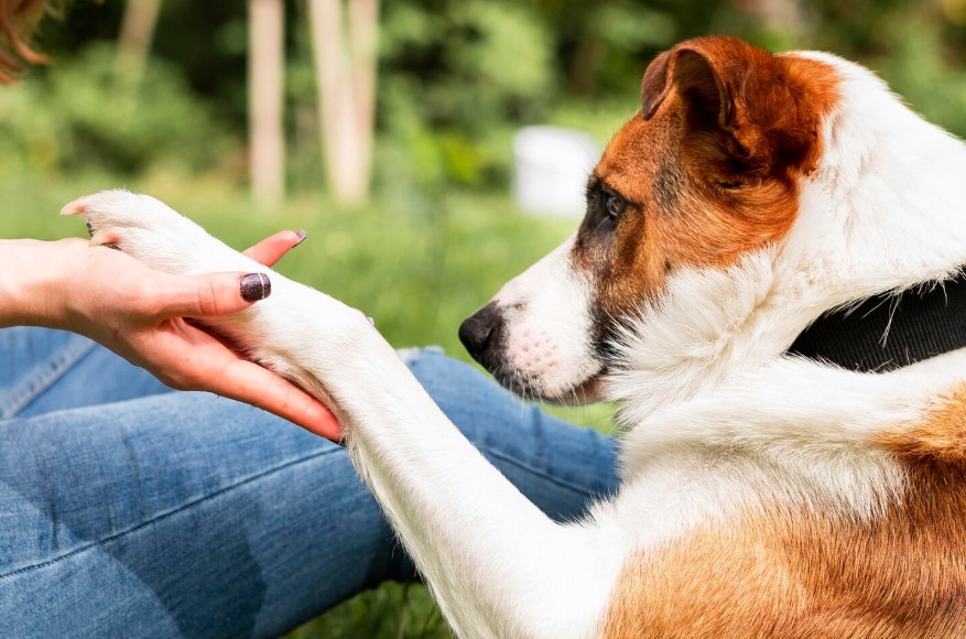 Cachorro lambendo as patas sem parar? Veja 5 possíveis causas